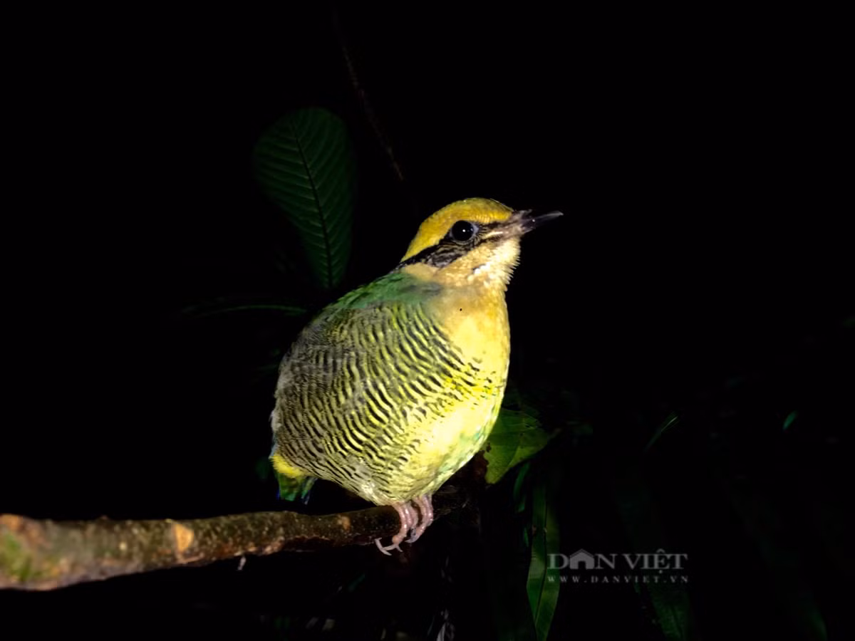 br/> Chim Đuôi cụt. Ảnh: PV