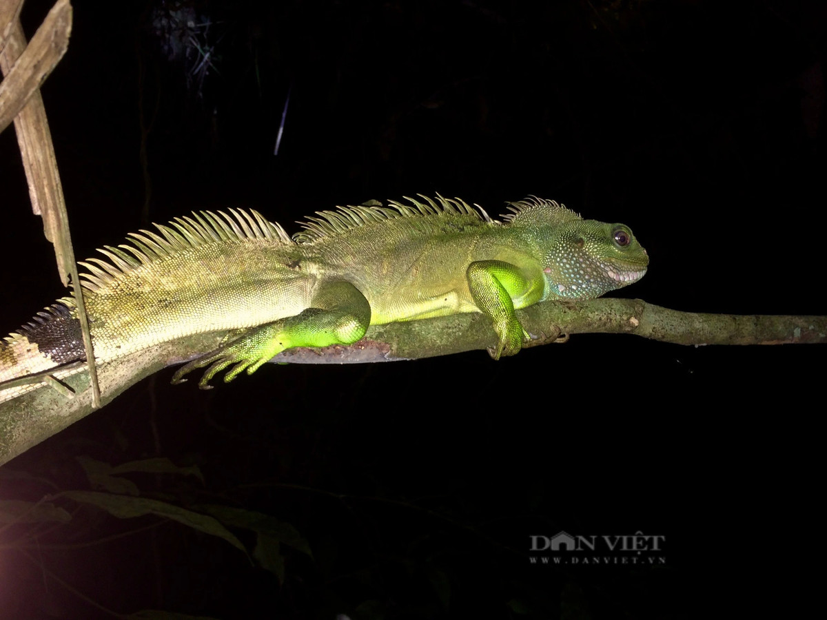 br/> Kỳ nhông ẩn mình trên cây xanh. Ảnh: PV