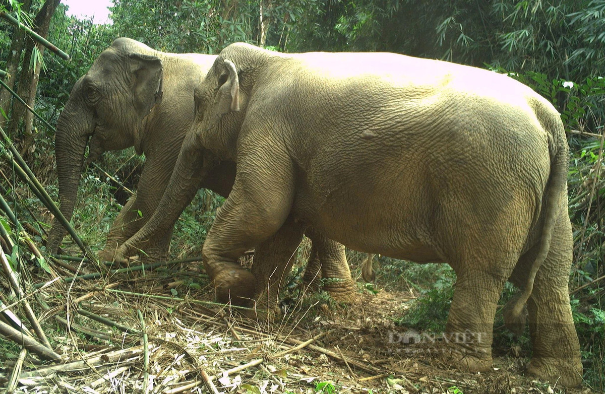 Voi châu Á trong Vườn Quốc gia Vũ Quang, tỉnh Hà Tĩnh. Ảnh: PV