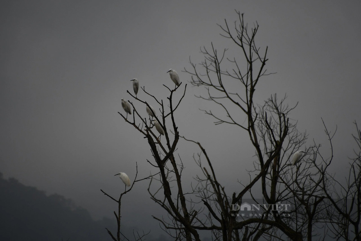 Vườn Quốc gia Vũ Quang, Hà Tĩnh là nơi trú ngụ của nhiều loài chim quý hiếm. Ảnh: PV