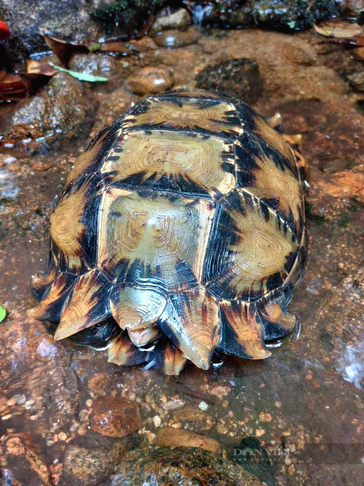 br/> Phát hiện cá thể rùa lớn. Ảnh: PV 