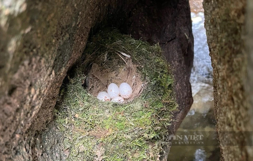 br/> Một tổ chim trong hốc cây cổ thụ giữa rừng. Ảnh: PV