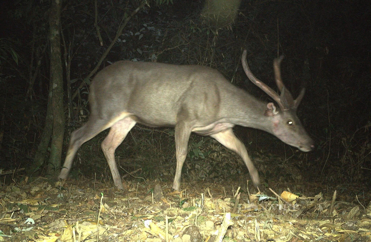 Hình ảnh nai di chuyển vào đêm tối trong Vườn Quốc gia Vũ Quang, tỉnh Hà Tĩnh. Ảnh: PV