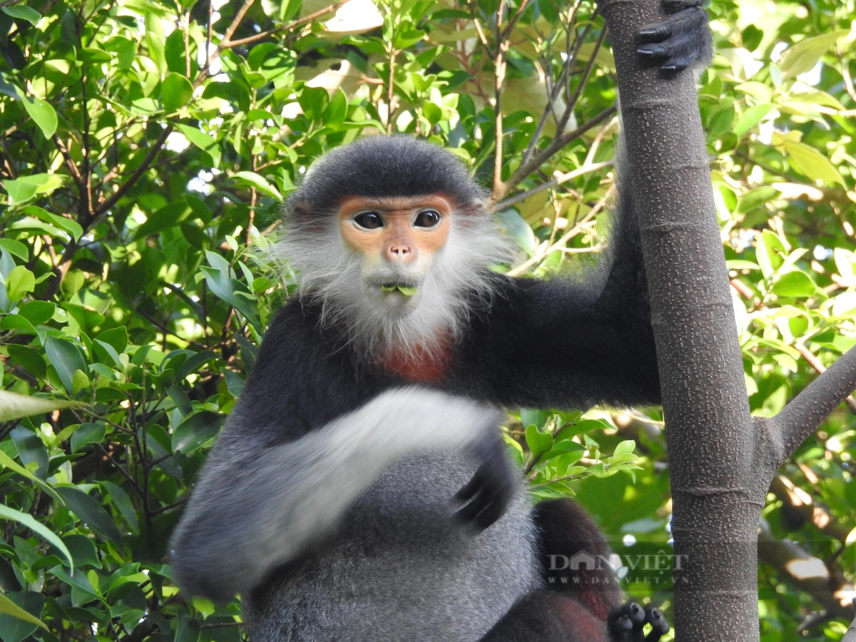 br/> Chà vá chân nâu tại Vườn Quốc gia Vũ Quang, tỉnh Hà Tĩnh. Ảnh: PV