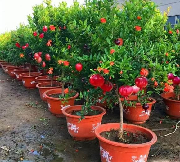 br/> Cây lựu: Quả lựu có màu đỏ đẹp mắt, giống như một chiếc đèn lồng nhỏ. Cây lựu có ý nghĩa rất tốt lành, tượng trưng cho nhiều con cái, may mắn. 