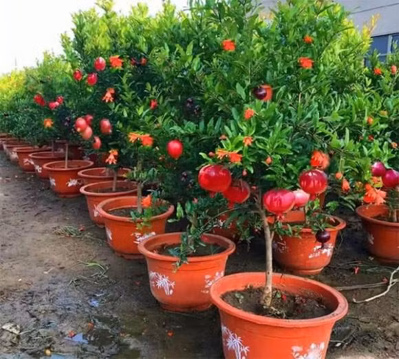 br/> Cây lựu: Quả lựu có màu đỏ đẹp mắt, giống như một chiếc đèn lồng nhỏ. Cây lựu có ý nghĩa rất tốt lành, tượng trưng cho nhiều con cái, may mắn. 