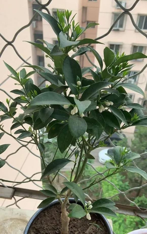  Nếu trồng trên mặt đất thì đơn giản và dễ chăm hơn. Không cần tưới nước thường xuyên cũng có thể duy trì đủ độ phì nhiêu cho đất. Cây quất cần có đủ ánh nắng nên không thể trồng ở nơi bị cản nắng.