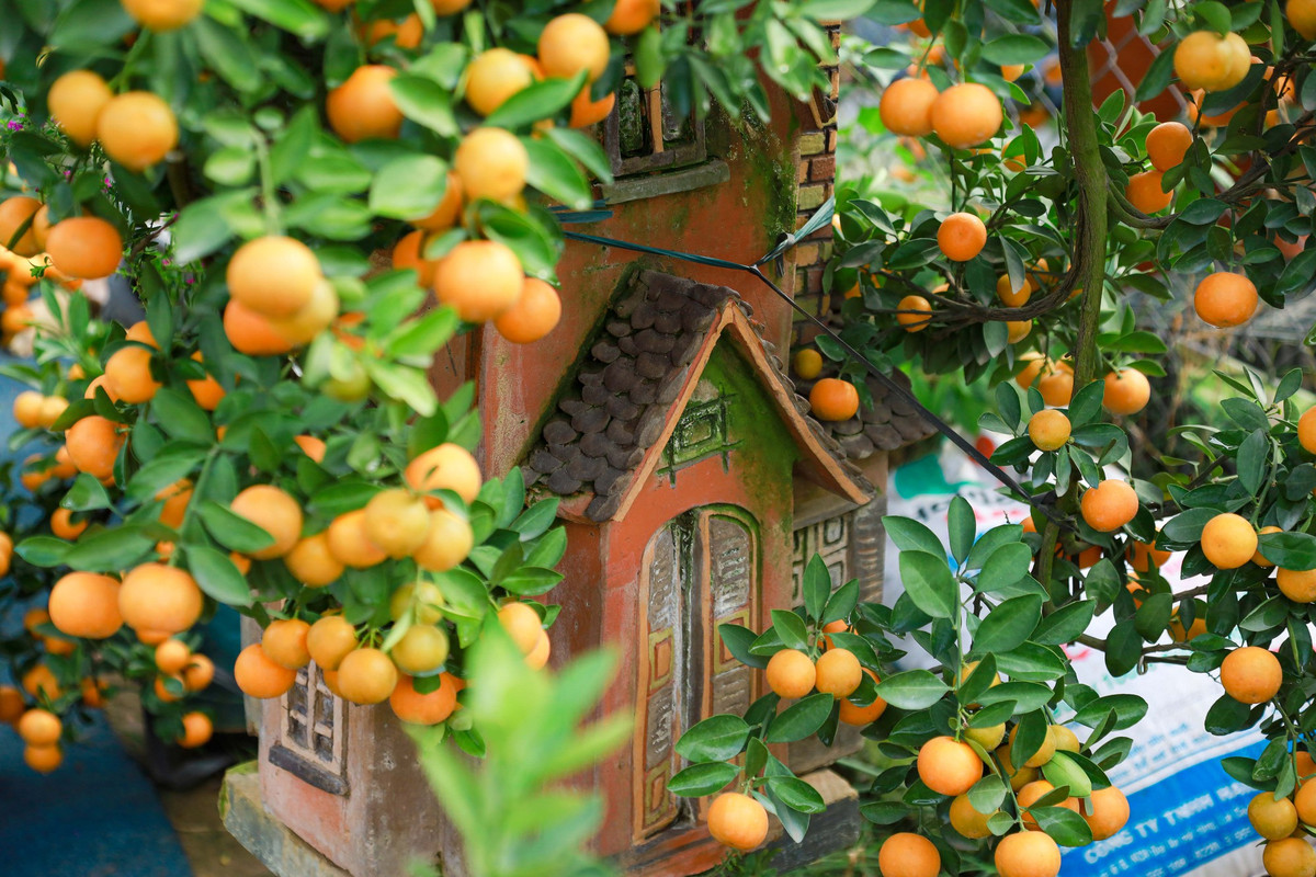Vào mùa xuân, trước khi ra hoa, việc tăng cường phân bón và nước có thể làm tăng số lượng quả. Khi quả quất chín treo trên cành mang ý nghĩa tốt lành, mang lại sự bình an, may mắn. Những quả quất vàng trông thật đẹp mắt và giàu giá trị dinh dưỡng.