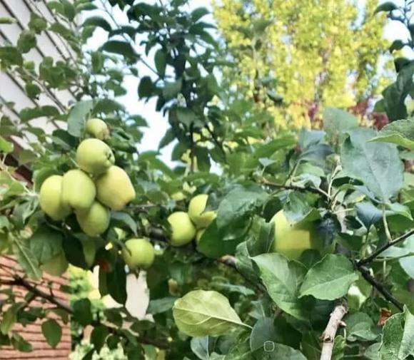  Cây táo: Nếu có thêm không gian trong sân, bạn cũng có thể trồng một cây táo. Táo tượng trưng cho hòa bình, hạnh phúc và sức khỏe. Quả táo rất đẹp và ngon. Bạn có thể chọn cây táo lùn để trồng. 