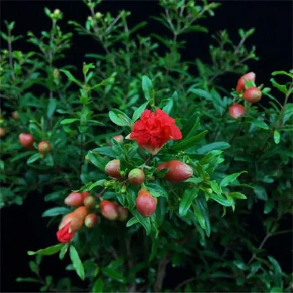  Cây lựu có khả năng chịu lạnh tương đối tốt, có thể sống sót ở nhiệt độ dưới 0, thích hợp trồng trong sân, không sợ nắng nóng, có thể tưới nước thích hợp hơn vào mùa hè và sẽ đặc biệt phát triển tốt nếu có độ phì nhiêu vào mùa xuân.