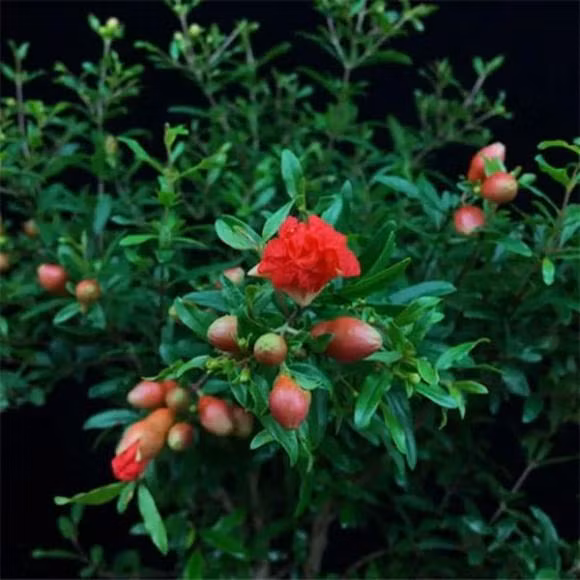  Cây lựu có khả năng chịu lạnh tương đối tốt, có thể sống sót ở nhiệt độ dưới 0, thích hợp trồng trong sân, không sợ nắng nóng, có thể tưới nước thích hợp hơn vào mùa hè và sẽ đặc biệt phát triển tốt nếu có độ phì nhiêu vào mùa xuân.