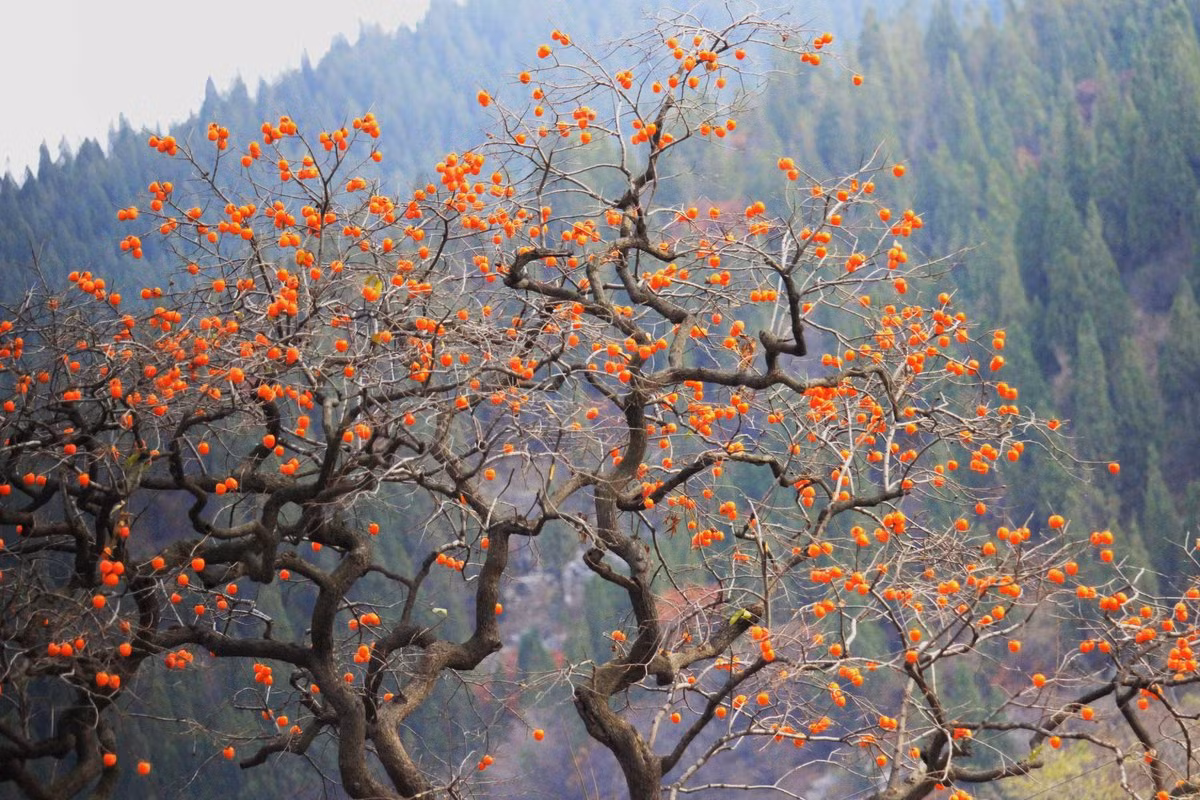  Cây hồng không kén đất, bạn có thể bón phân hữu cơ vào mùa xuân để cây ra cành, lá xum xuê, sinh trưởng mạnh và nhiều trái. Cây hồng tương đối chịu được ánh sáng mặt trời, nóng và lạnh. Chúng có thể dễ dàng sống sót qua mùa đông khi nhiệt độ gần như đóng băng.
