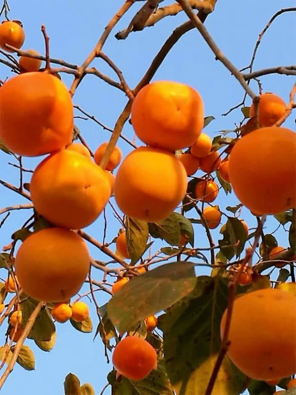 br/> Cây hồng: Thật tuyệt khi có một cây hồng trong sân. Tên của cây tượng trưng cho mọi việc suôn sẻ, diễn ra theo đúng kế hoạch và thành công rực rỡ. 