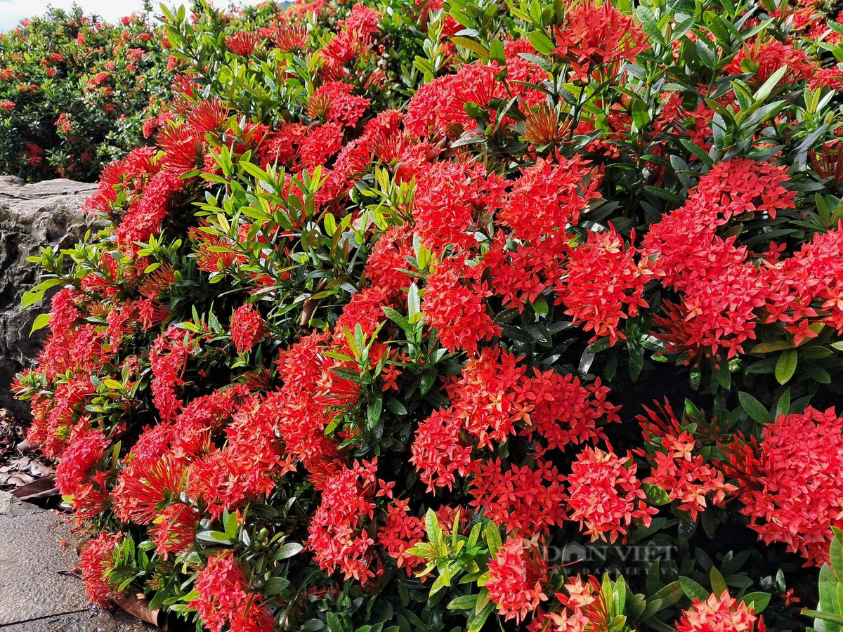  Cây cảnh mẫu đơn ta thường được trồng thành hàng rào, vừa ngăn cách với hàng xóm, vừa bao quanh ngôi nhà của mình bởi rặng hoa đỏ rực như lửa. Cũng có người thích trồng cây cảnh ở sát mái hiên, làm điểm nhấn rực rỡ cho ngôi nhà. (Ảnh D.L). 