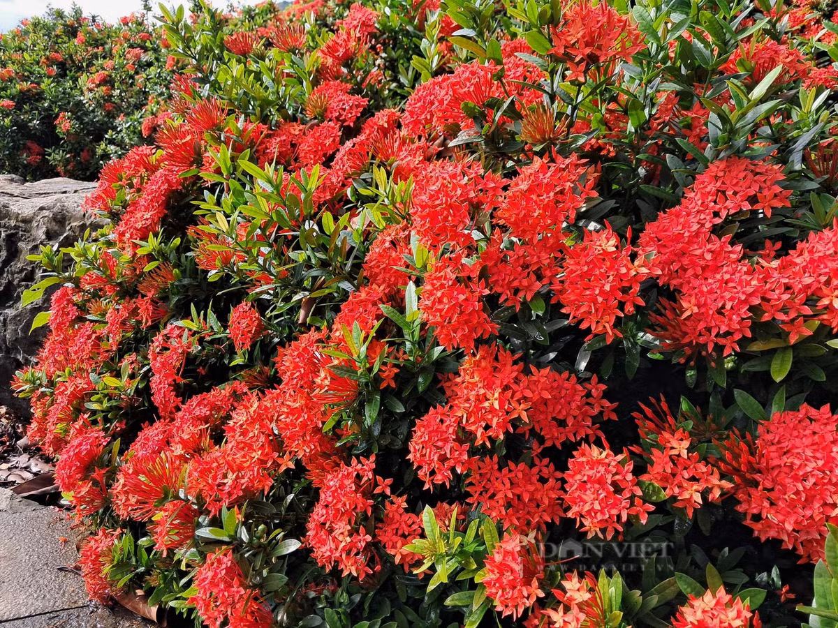  Cây cảnh mẫu đơn ta thường được trồng thành hàng rào, vừa ngăn cách với hàng xóm, vừa bao quanh ngôi nhà của mình bởi rặng hoa đỏ rực như lửa. Cũng có người thích trồng cây cảnh ở sát mái hiên, làm điểm nhấn rực rỡ cho ngôi nhà. (Ảnh D.L). 