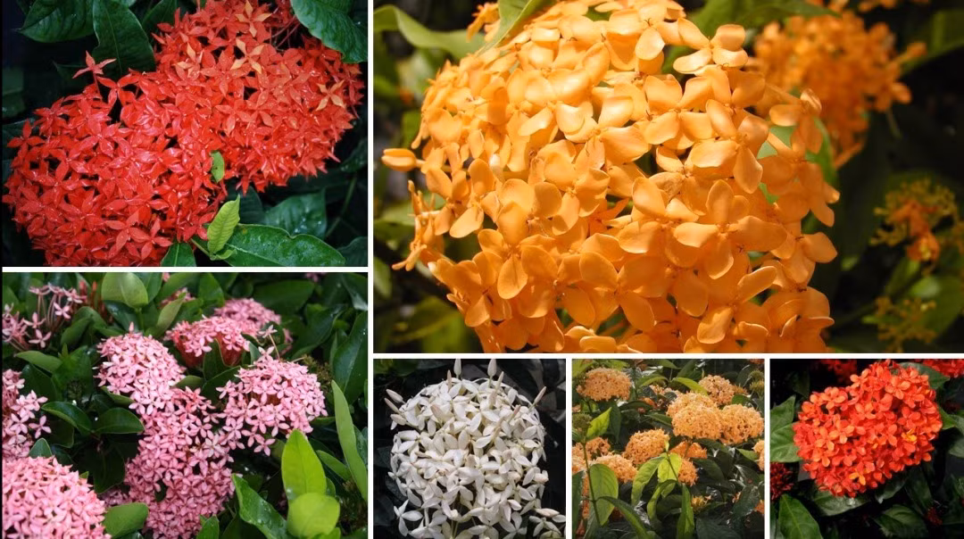  Cây cảnh này là cây thường xanh, quanh năm xanh tốt, không rụng lá vào mùa đông, nở hoa 300 ngày trong năm, thậm chí ở những vùng nắng nóng, hoa nở đủ 365 ngày. Hoa trang có nhiều loài và nhiều màu: đỏ, hồng, vàng, cam, trắng... Nhưng được ưa thích hơn cả vẫn là màu đỏ chói rực rỡ. Ảnh Toutiao 