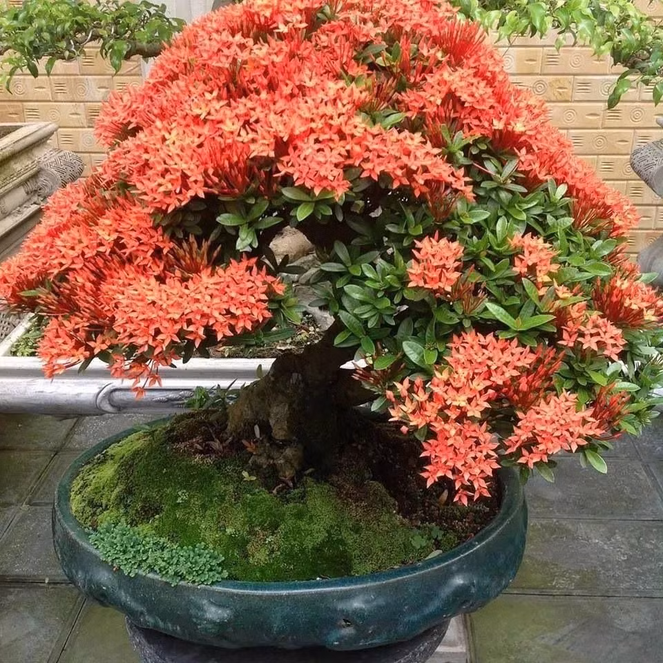 Hầu hết cây cảnh này đều thích môi trường đầy nắng và chỉ một số loài thích môi trường bán râm. Ảnh minh họa Toutiao