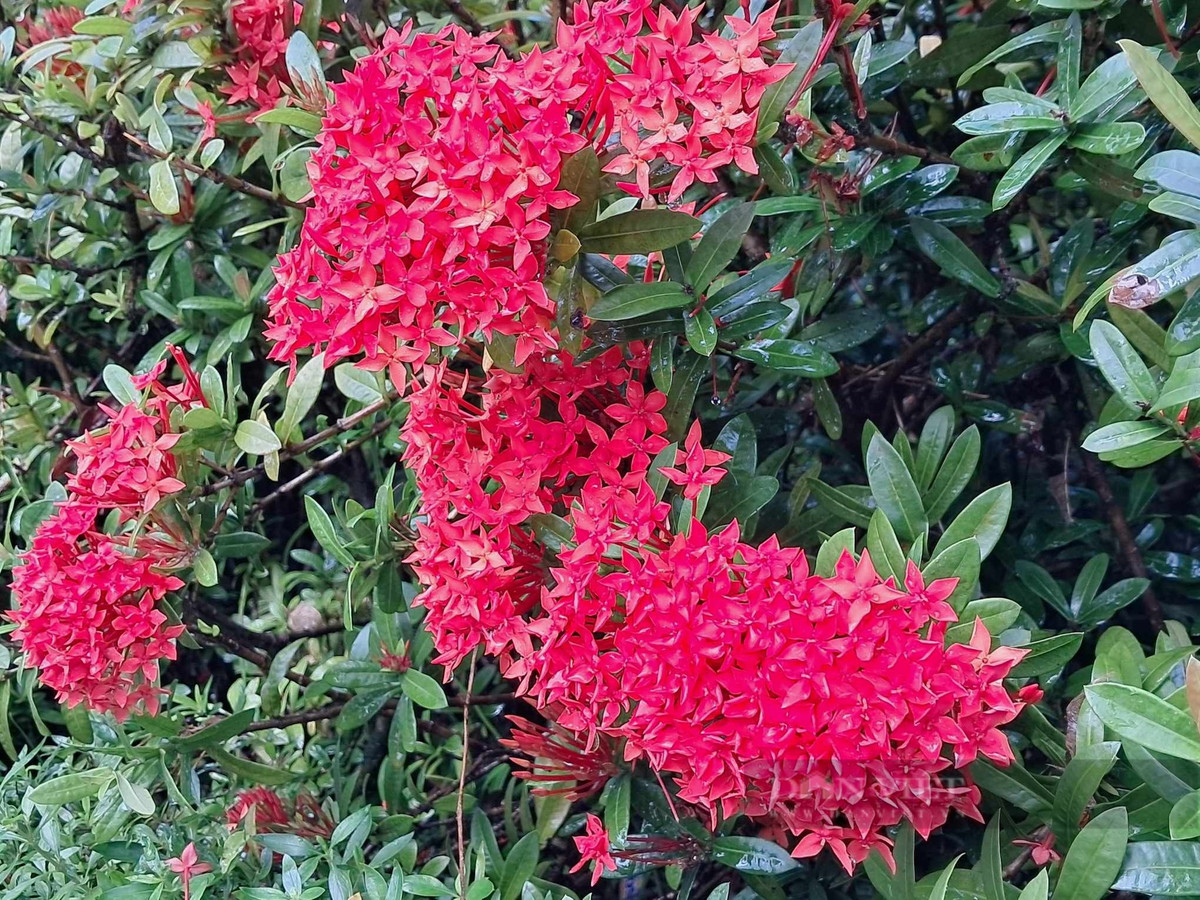 Nếu có môi trường mát mẻ thích hợp, nụ hoa của cây cảnh này có thể nảy mầm nhanh hơn. Ảnh minh họa DL