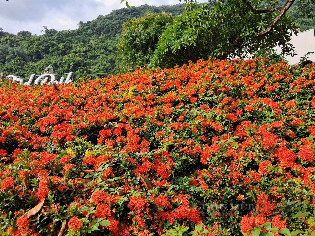 Ngôn ngữ của hoa mẫu đơn ta là tích cực, khỏe mạnh và cát tường, kiên trì, tạo cho con người một tinh thần dũng cảm, tranh đua, nỗ lực hết mình, không ngại khó khăn. Ảnh D.L