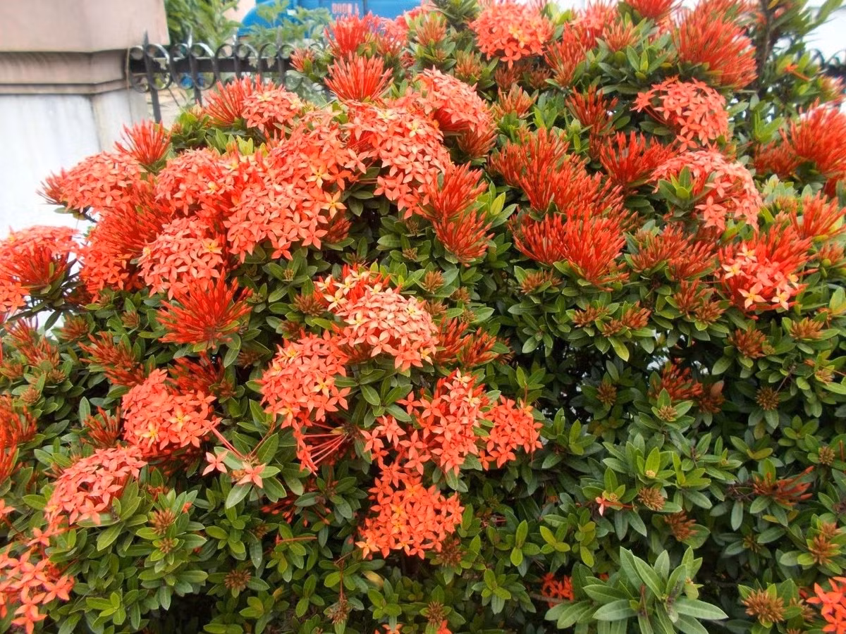 Loài hoa này cũng có ý nghĩa tốt lành, cát tường, mang ý nghĩa sức khỏe, điềm lành, có thể thu hút may mắn, sức khỏe và những điều vui vẻ, hạnh phúc cho con người. Ảnh D.L