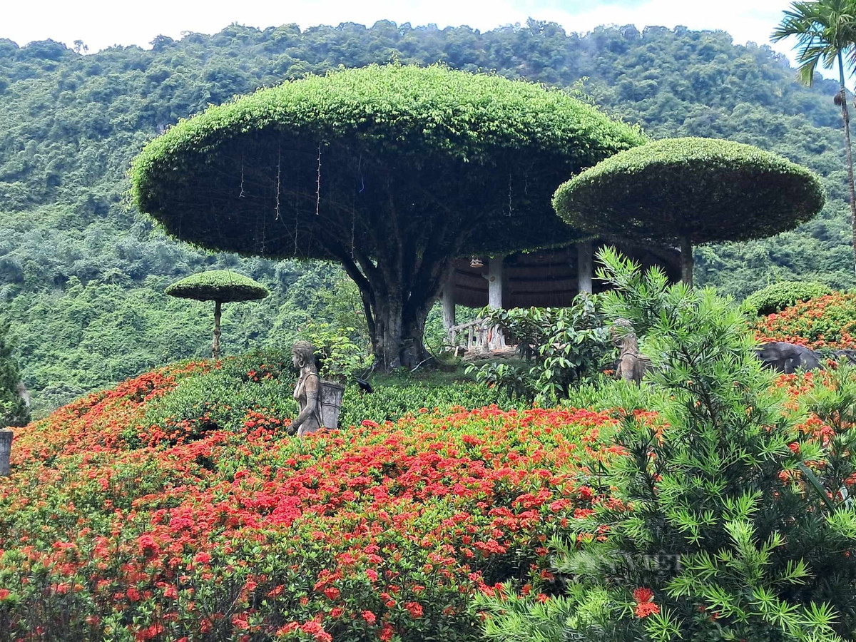  Mẫu đơn ta là tên gọi của người dân miền Bắc, còn miền Nam gọi cây cảnh này là cây trang, bông trang, hoa đơn. Mẫu đơn ta có tên khoa học là Ixora coccinea và rất nhiều tên tiếng Anh phổ biến như Scarlet jungle flame, flame of the woods… chi Trang (Ixora), họ Thiến thảo (Rubiaceae). Ảnh D.L 