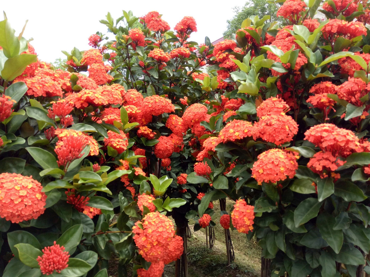 br/> Khi trồng cây cảnh này tốt nhất nên sử dụng một số loại đất thiên nhiên và giàu mùn. Ảnh minh họa Toutiao