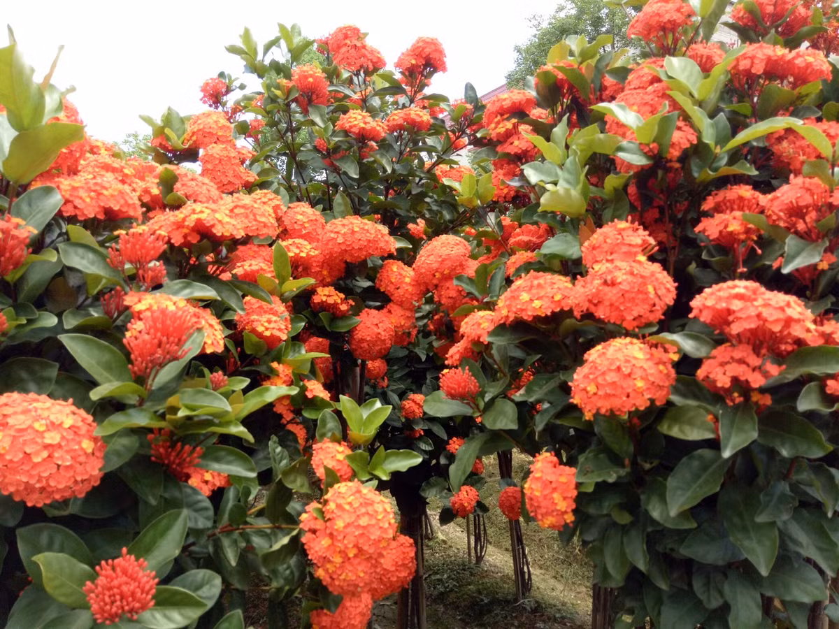 br/> Khi trồng cây cảnh này tốt nhất nên sử dụng một số loại đất thiên nhiên và giàu mùn. Ảnh minh họa Toutiao