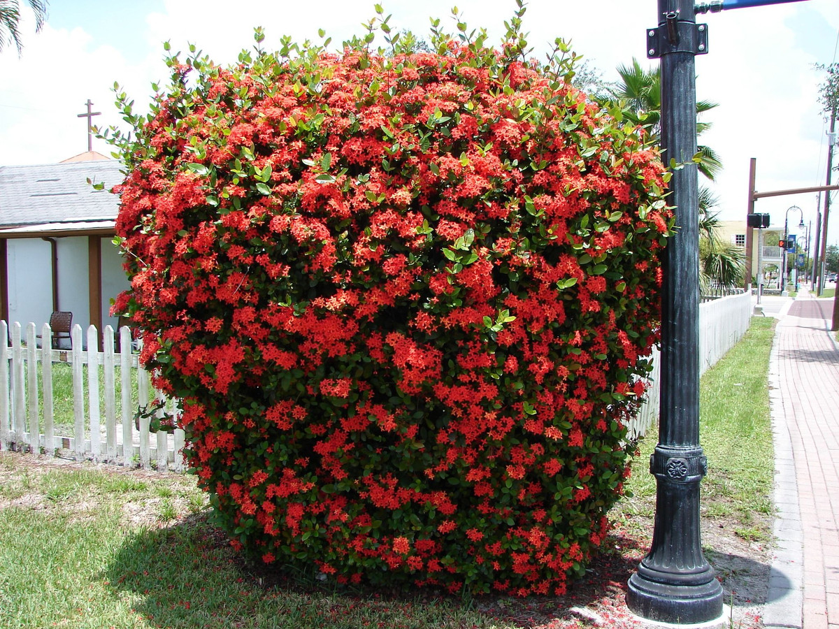 Bốn cánh hoa mẫu đơn ta có hình chữ thập. Người xưa tin rằng loài hoa này có thể xua đuổi tà ma và trừ bệnh dịch.