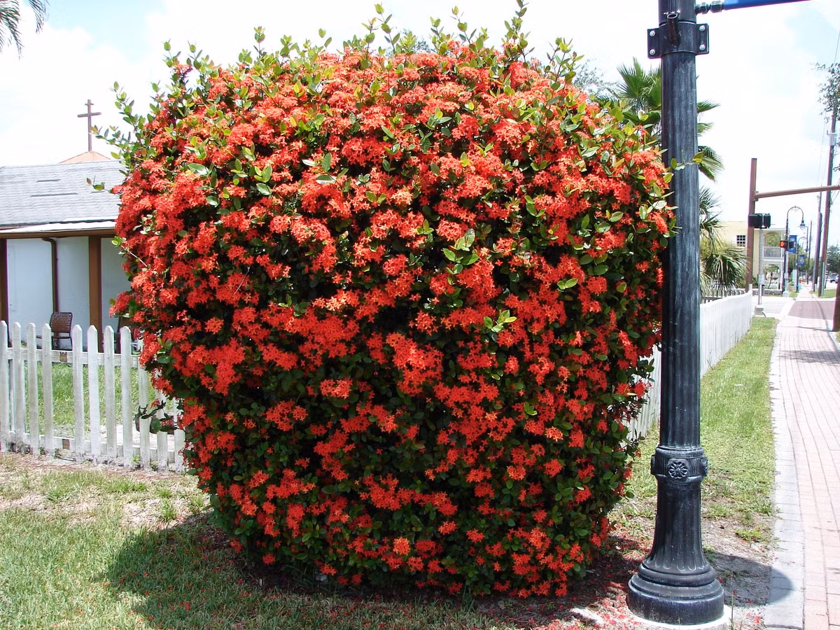 Bốn cánh hoa mẫu đơn ta có hình chữ thập. Người xưa tin rằng loài hoa này có thể xua đuổi tà ma và trừ bệnh dịch.