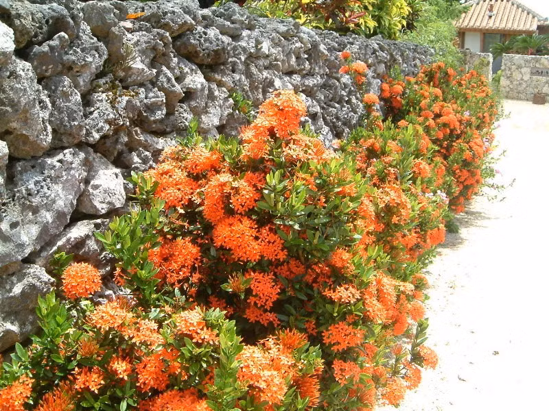 br/> Chính vì vậy, loài hoa này được nhiều người ưa thích dùng làm hoa cúng, đặt lên bàn thờ vào ngày lễ tết, ngày rằm, mùng 1.