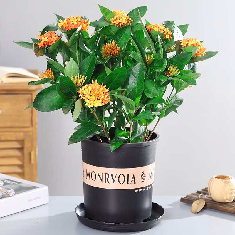 Nếu bạn thích một cây cảnh rực rỡ, nở hoa quanh năm thì hãy lựa chọn loài cây truyền thống này nhé! Ảnh minh họa Toutiao