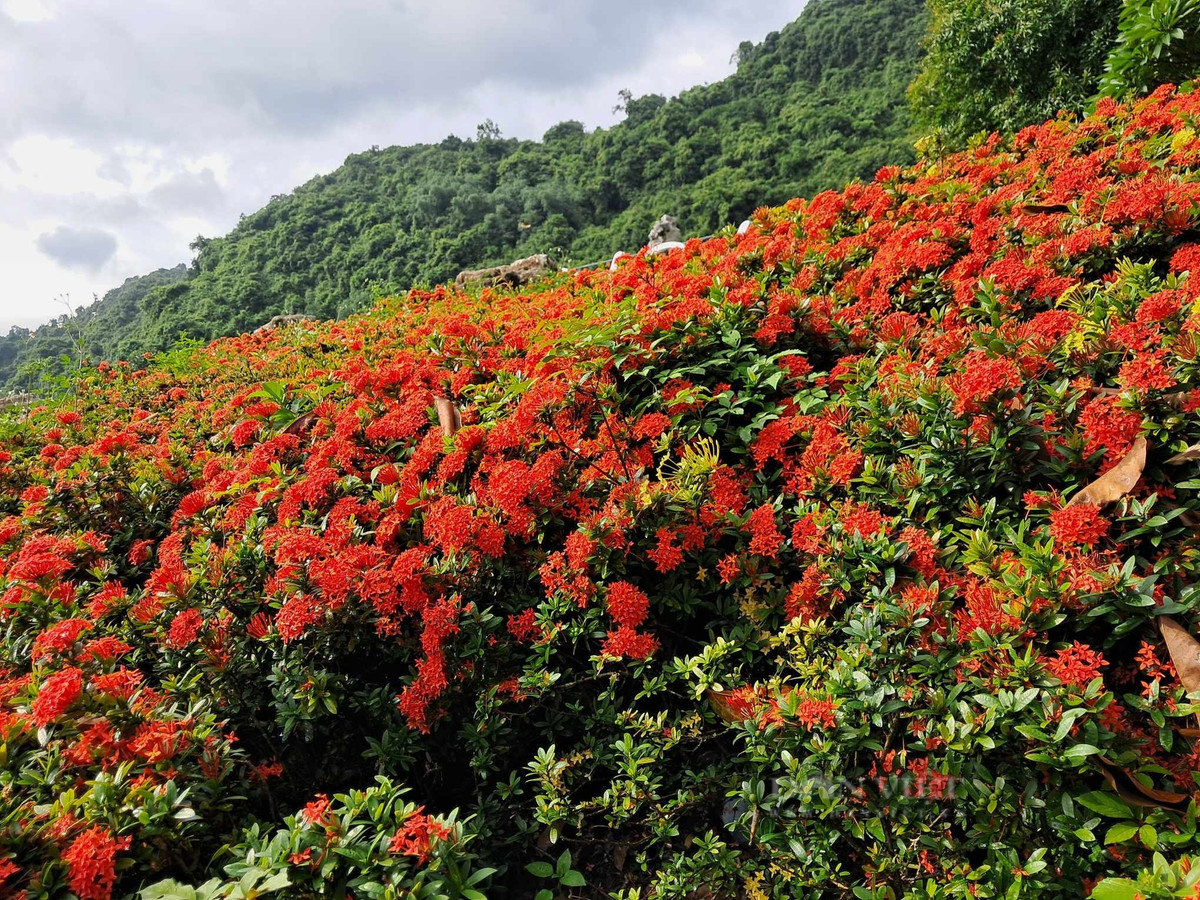 Trồng cây cảnh này trước cửa nhà sẽ tạo ra không gian tươi mới và những nguồn năng lượng tích cực cho gia chủ, làm gia tăng tài lộc, may mắn và hạnh phúc. Không chỉ có ý nghĩa phong thủy tốt, trang trí đẹp mà mẫu đơn ta còn là vị thuốc quý trong Đông y. Ảnh D.L