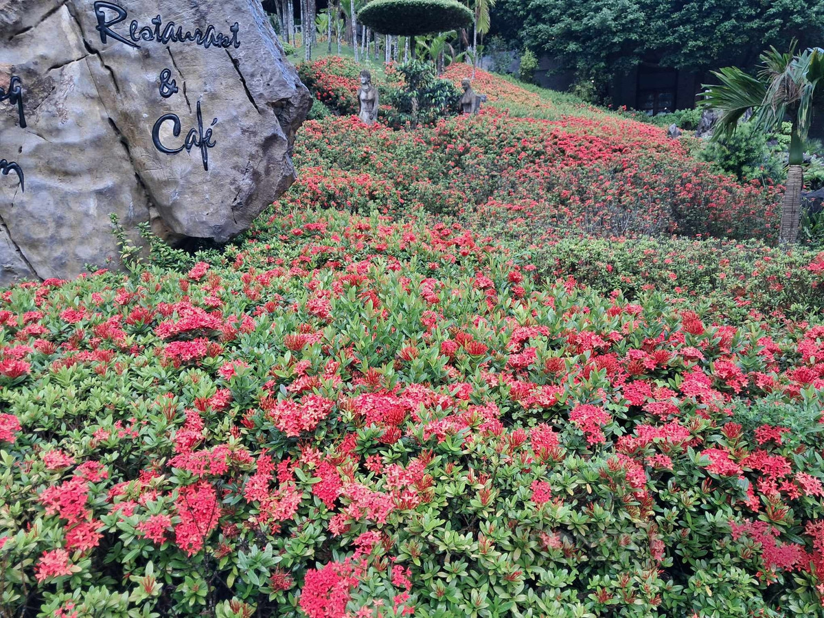 Trong quan niệm dân gian, hoa mẫu đơn ta có thể tránh được những điềm xấu, không may mắn và những "mưu ma chước quỷ", giúp tâm hồn trở nên thanh tịnh, an lành. Ảnh minh họa pinterest