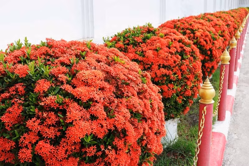  Hoa mẫu đơn ta có đặc điểm nổi bật là hoa mọc thành từng chùm, tạo thành quả cầu lớn. Hình dáng của nó tương tự như hoa cẩm tú cầu. Ảnh gardenloversclub. 