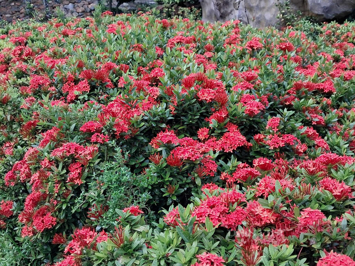 br/> Đối với những người làm ăn kinh doanh, cây còn mang đến cảm giác tài lộc, giàu có nên cũng thường được làm quà tặng tân gia, khánh thành công ty…Ảnh D.L 