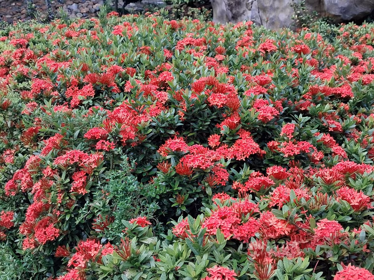 br/> Đối với những người làm ăn kinh doanh, cây còn mang đến cảm giác tài lộc, giàu có nên cũng thường được làm quà tặng tân gia, khánh thành công ty…Ảnh D.L 