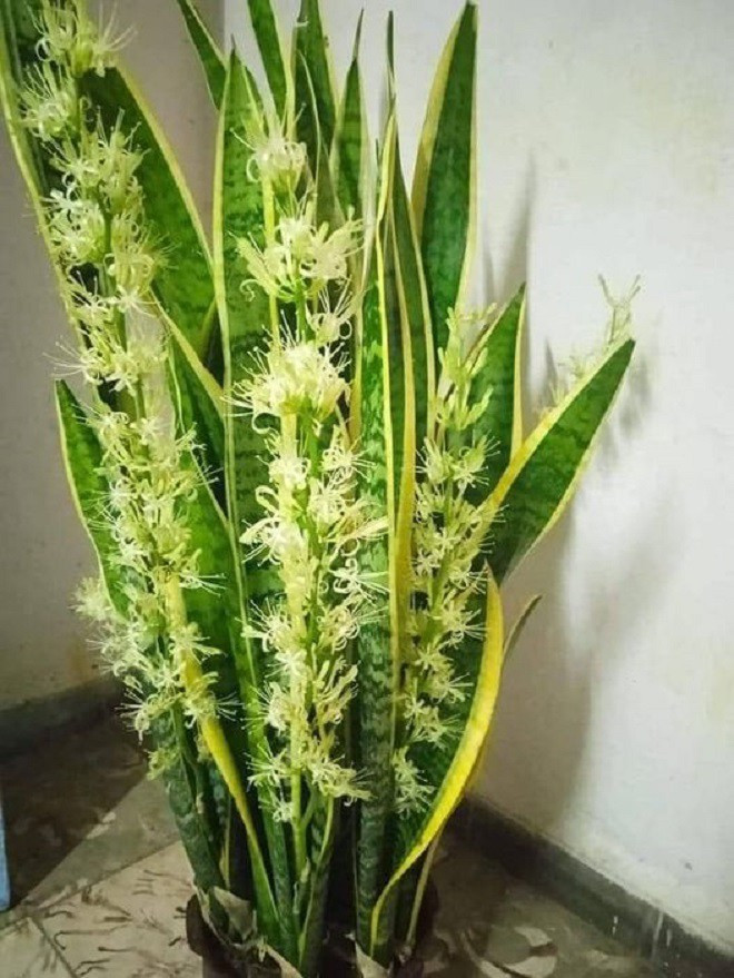 Nhưng vì nó ít khi nở hoa nên người xưa cho rằng, nếu bạn nhìn thấy cây lưỡi hổ nhà mình nở hoa có nghĩa sắp đón may mắn. Loài hoa này tượng trưng cho điềm lành, thành đạt, dồi dào phú quý.