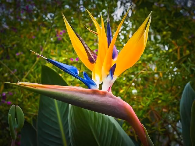  Hầu hết thiên điểu trồng trong nhà đều khó nở hoa nên chỉ cần nó nở hoa, người xưa cho rằng đó là điềm báo may mắn, có ý nghĩa "gia đình hòa thuận và cùng thăng tiến". Sự hòa hợp này có thể mang lại sự giàu có và sung túc hơn. Do đó, mọi người đều mong muốn cây cảnh thiên điểu của mình nở hoa.