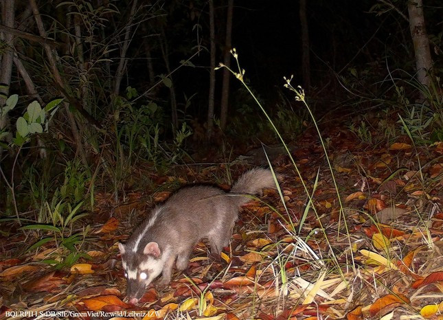 Rừng phòng hộ Lòng Sông - Đá Bạc rộng khoảng 27.700 ha nằm trên địa bàn huyện Tuy Phong, giáp tỉnh Ninh Thuận, gồm các kiểu rừng khộp rụng lá vào mùa khô, rừng hỗn giao tre nứa, rừng thường xanh nửa rụng lá và thường xanh... trải dài trên địa hình núi cao. Ảnh: Chồn bạc má.
