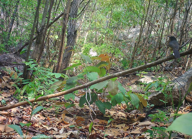 Trong đó có 5 loài nguy cấp, quý hiếm thuộc sách đỏ của Liên minh Bảo tồn thiên nhiên thế giới (IUCN) cần được bảo vệ nghiêm ngặt là chà vá chân đen, tê tê java, công, sơn dương và khỉ đuôi lợn. Ảnh: Chích chòe lửa.