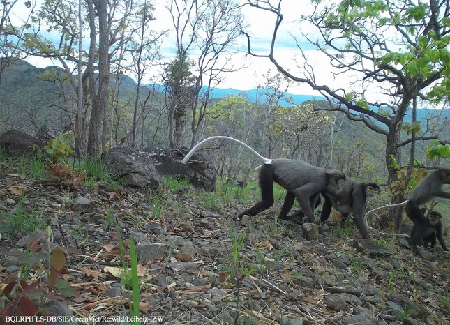 Đơn vị sử dụng bẫy ảnh, thiết bị chụp ảnh tự động dựa trên cảm biến nhiệt và hồng ngoại, để ghi nhận hình ảnh các loài thú kiếm ăn trên mặt đất ở rừng phòng hộ Lòng Sông-Đá Bạc. Ảnh: Chà vá chân đen.