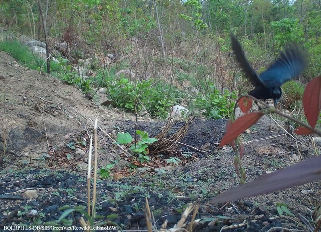 Kết quả, có 24 loài động vật (15 loài thú và 9 loài chim) đã được ghi nhận, gồm khỉ đuôi lợn, chà vá chân đen, mang đỏ, heo rừng, sơn dương, mèo rừng, chồn bạc má, cầy vòi hương, sóc vằn lưng, sóc bụng đỏ, sóc bay trâu, nhím, đồi, nhen, tê tê java, công, gà rừng, đa đa, trảu đầu hung, chèo bẻo rừng, chích choè lửa, khướu khoang cổ, khướu mào trắng và chim cú muỗi đuôi dài. Ảnh: Chèo bẻo rừng.