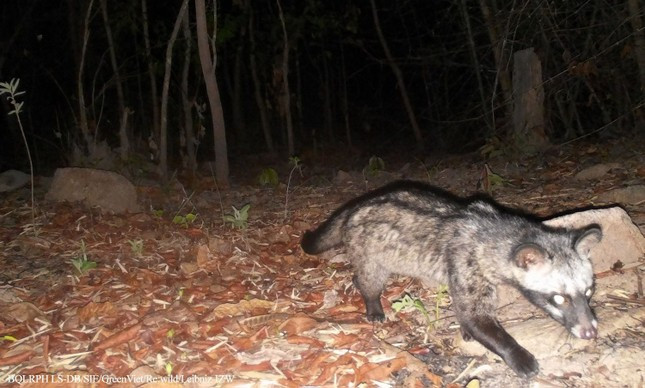 Viện Sinh thái học miền Nam đã phối hợp chặt chẽ với Ban quản lý rừng phòng hộ Lòng Sông-Đá Bạc triển khai hoạt động thực địa lắp đặt bẫy ảnh thu số liệu tại lâm phận rừng phòng hộ. Ảnh: Cầy vòi hương.