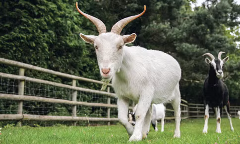  6. Dê. Người tuổi Mùi gặp nhiều may mắn về tài chính, đặc biệt là sự giàu có, họ rất linh hoạt và luôn có thể tìm ra nhiều cách khác nhau để kiếm tiền. 