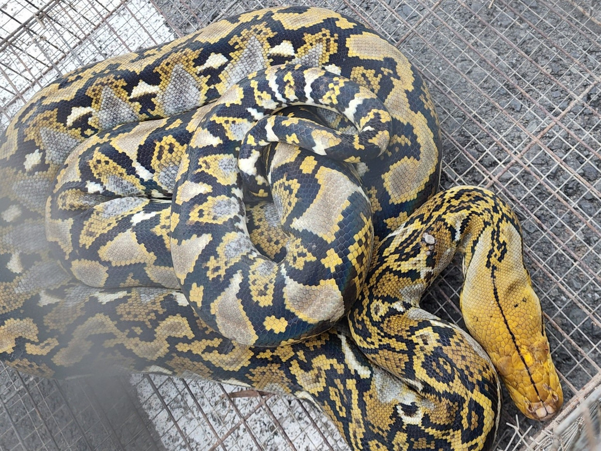 6. Trăn gấm: Trăn gấm, trăn vua hay trăn mắt lưới châu Á (Malayopython reticulatus) dài tới hơn 6,25m, trong điều kiện nuôi nhốt có thể dài tới 7,7m. Loài trăn này được công nhận là loài rắn dài nhất trên Trái đất ngày nay.