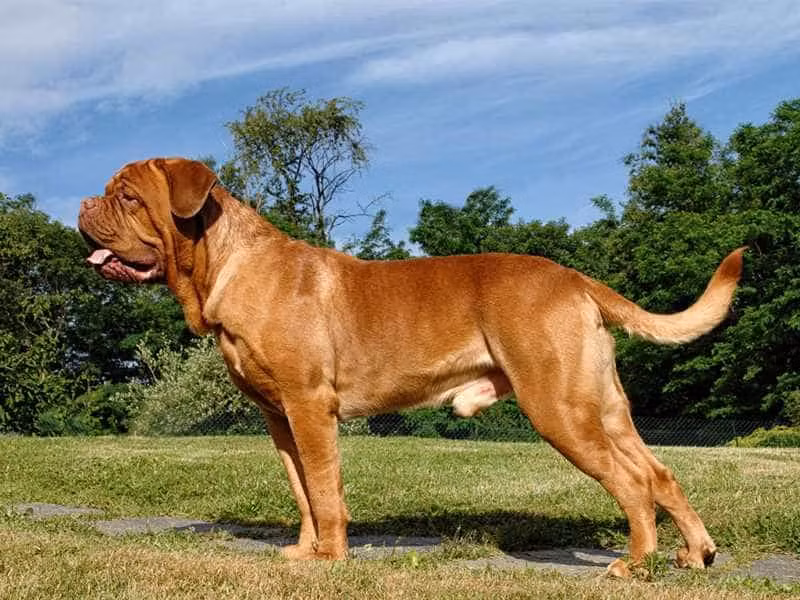 Theo các nhà khoa học nghiên cứu thì trung bình mỗi con sẽ có chiều cao khoảng 58-70cm, cân nặng có thể đạt từ 57 đến 68kg.