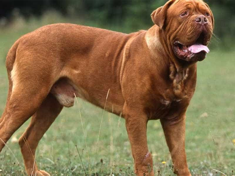 2.Giống chó Dogue de Bordeaux – Ngao Pháp. Dogue de Bordeaux hay còn có tên gọi khác là Ngao Pháp.