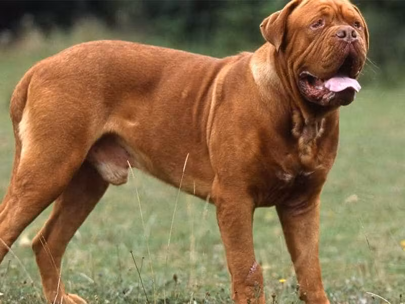 2.Giống chó Dogue de Bordeaux – Ngao Pháp. Dogue de Bordeaux hay còn có tên gọi khác là Ngao Pháp.