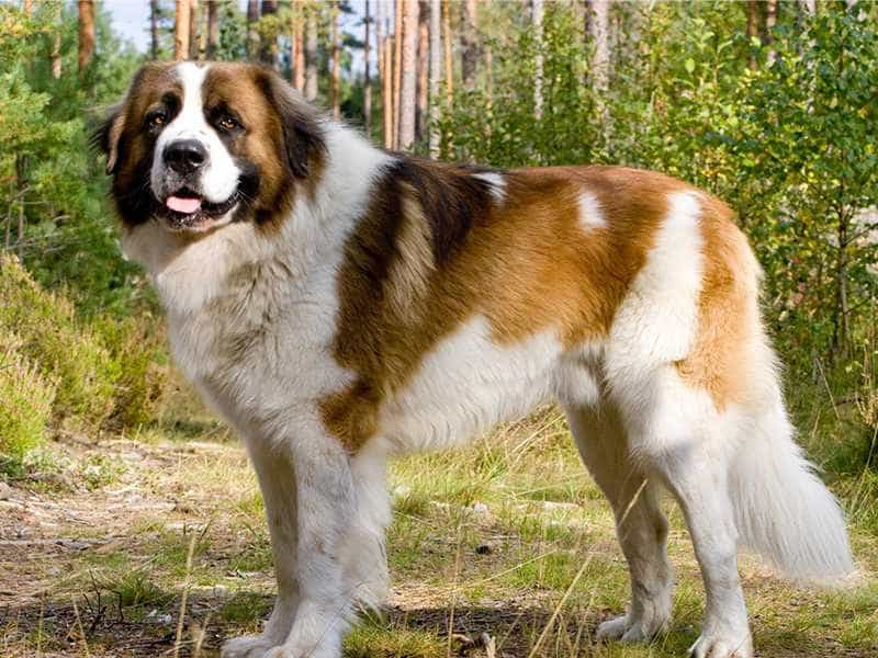 3.Giống chó Saint Bernard. Giống chó Saint Bernard có nguồn gốc từ Thụy Sĩ. Nó chính là con lai của giống chó bản địa với giống chó Ngao Tây Tạng của châu Á.