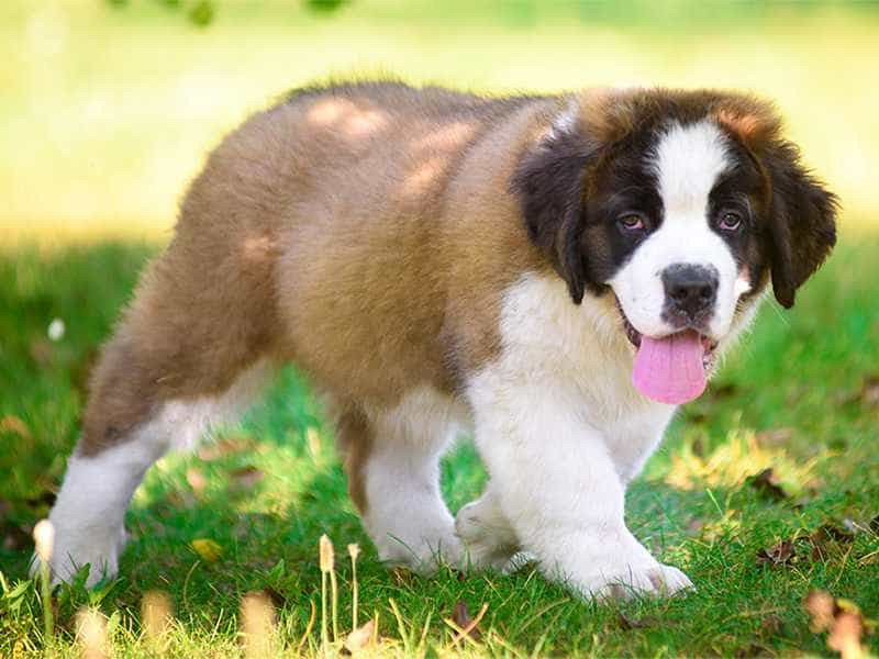 Ban đầu, giống chó này được nuôi ở dãy núi Alps để kéo xe. Sau này nó được huấn luyện để làm công tác cứu hộ.